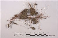 藏品(葫蘆苔)的圖片